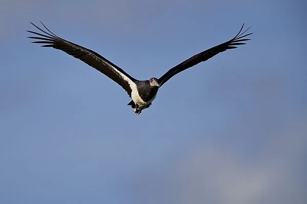 Abdims stork (Ciconia abdimii) in flight, Kgalagadi Transfrontier Park, South Africa