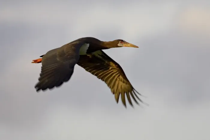 Framed Print : Abdims Stork (Ciconia abdimii) in flight, Serengeti National Park