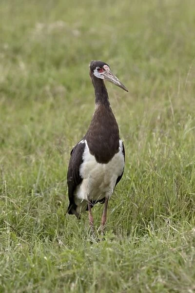 Abdims stork (Ciconia abdimii), Ngorongoro Crater, Tanzania, East Africa, Africa