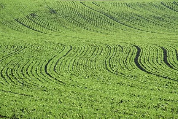 Abstract landscape of a green field