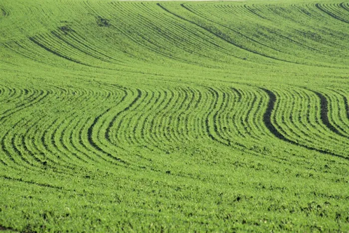 Framed Print : Abstract landscape of a green field Framed Print : Abstract landscape of a green field