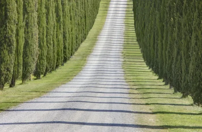 Framed Print : Abstract view of cypress trees and their shadows across gravel road, near Pienza Framed Print : Abstract view of cypress trees and their shadows across gravel road, near Pienza