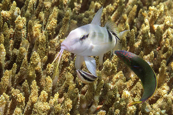 Abundant marine life in the clear waters off Bangka Island, near Manado, Sulawesi, Indonesia, Southeast Asia, Asia