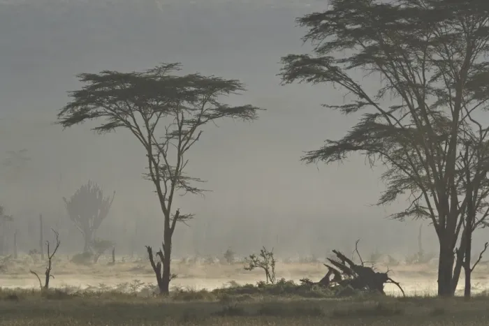 Framed Print : Acacia and euphorbia Trees, Lake Nakuru National Park, Kenya, East Africa, Africa Framed Print : Acacia and euphorbia Trees, Lake Nakuru National Park, Kenya, East Africa, Africa