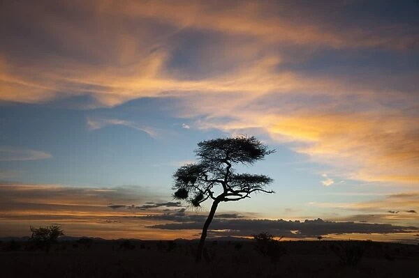 An acacia at sunset, Tsavo, Kenya, East Africa, Africa