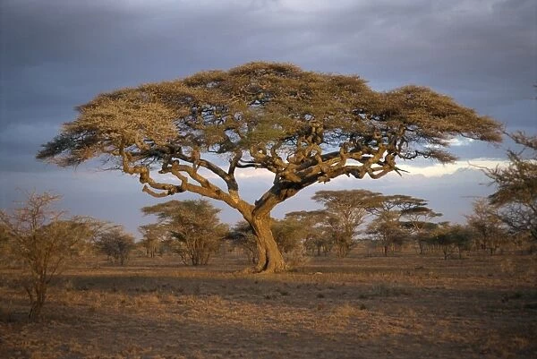 Acacia tree (Acacia Tortilis), Serengeti, Tanzania, East Africa, Africa