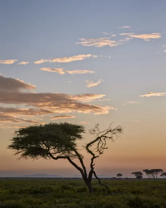 Framed Print : Acacia tree and clouds at dawn, Ngorongoro Conservation Area, UNESCO World Heritage Site Framed Print : Acacia tree and clouds at dawn, Ngorongoro Conservation Area, UNESCO World Heritage Site
