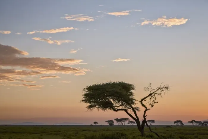 Framed Print : Acacia tree and clouds at dawn, Ngorongoro Conservation Area, UNESCO World Heritage Site Framed Print : Acacia tree and clouds at dawn, Ngorongoro Conservation Area, UNESCO World Heritage Site