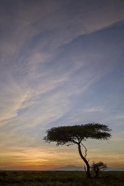 Acacia tree and clouds at sunrise, Ngorongoro Conservation Area, UNESCO World Heritage Site