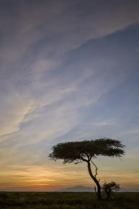 Framed Print : Acacia tree and clouds at sunrise, Ngorongoro Conservation Area, UNESCO World Heritage Site Framed Print : Acacia tree and clouds at sunrise, Ngorongoro Conservation Area, UNESCO World Heritage Site