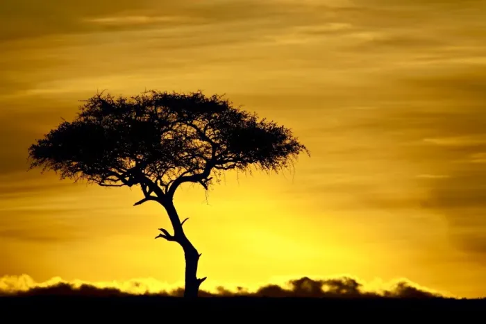 Framed Print : Acacia tree at dawn Framed Print : Acacia tree at dawn