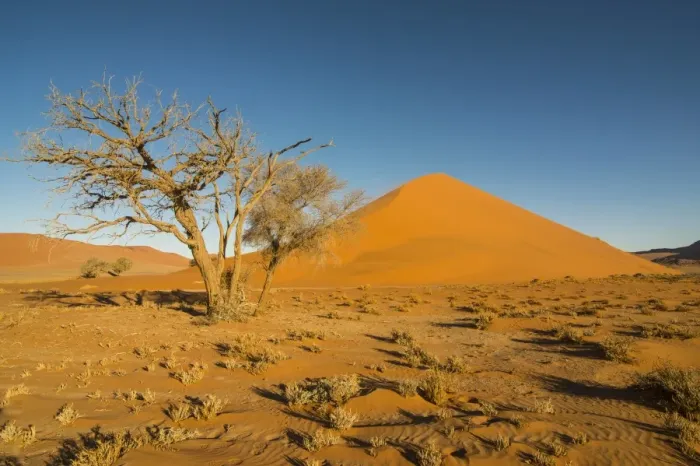 Framed Print : Acacia tree in front of the giant Sand Dune 45, Sossusvlei, Namib-Naukluft National Park Framed Print : Acacia tree in front of the giant Sand Dune 45, Sossusvlei, Namib-Naukluft National Park