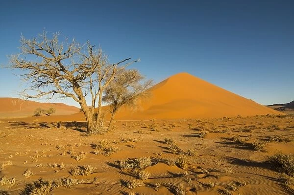 Acacia tree in front of the giant Sand Dune 45, Sossusvlei, Namib-Naukluft National Park