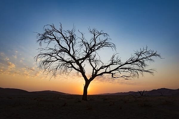 Acacia tree near Dune 45 in the Namib Desert at sunset, Sossusvlei, Namin-Naukluft Park