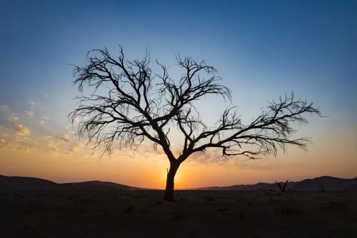 Framed Print : Acacia tree near Dune 45 in the Namib Desert at sunset, Sossusvlei, Namin-Naukluft Park Framed Print : Acacia tree near Dune 45 in the Namib Desert at sunset, Sossusvlei, Namin-Naukluft Park