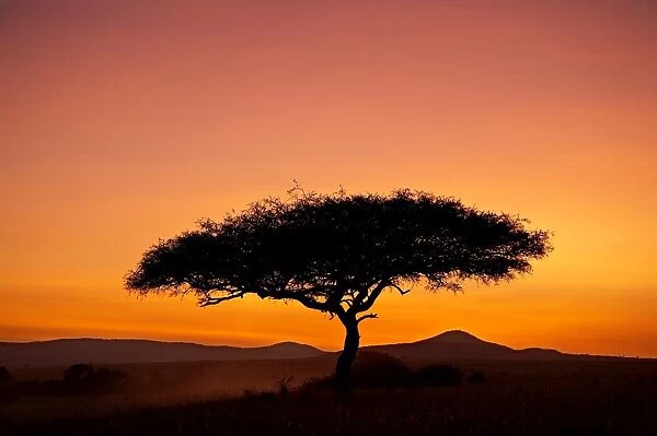 Acacia tree silhouetted at dawn