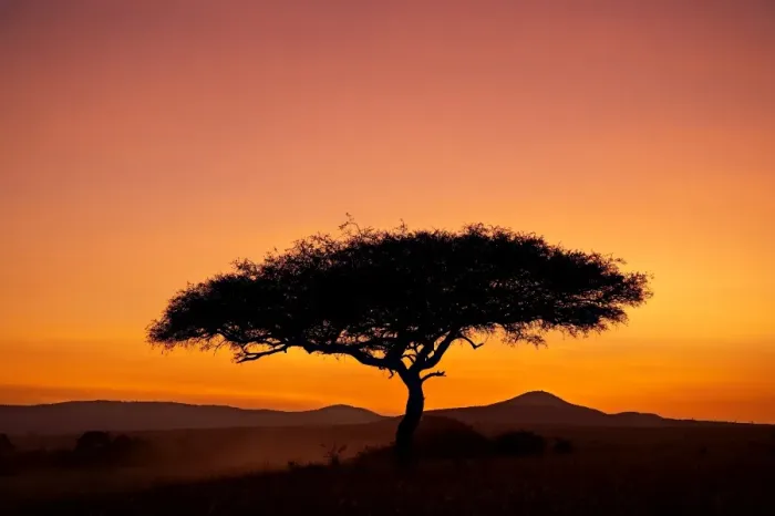 Framed Print : Acacia tree silhouetted at dawn Framed Print : Acacia tree silhouetted at dawn