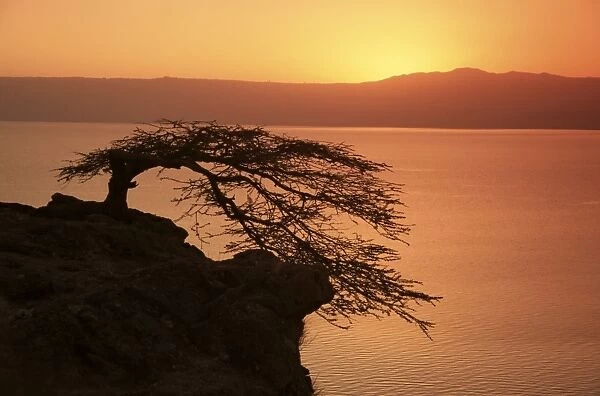 Acacia tree silhouetted against lake at sunrise, Lake Langano, Ethiopia, Africa