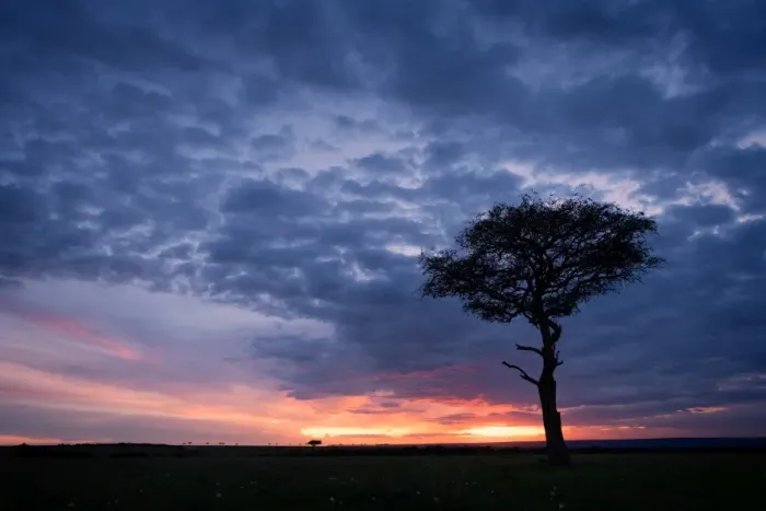 Framed Print : Acacia tree at sunset, Masai Mara, Kenya, East Africa, Africa Framed Print : Acacia tree at sunset, Masai Mara, Kenya, East Africa, Africa