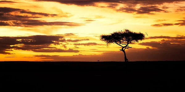 Acacia Tree at sunset, Masai Mara, Kenya, Africa