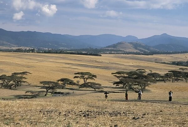 Acacia trees on high grasslands in front of Bale Mountains, Southern Highlands