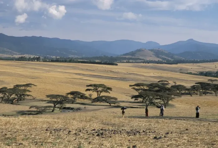 Framed Print : Acacia trees on high grasslands in front of Bale Mountains, Southern Highlands Framed Print : Acacia trees on high grasslands in front of Bale Mountains, Southern Highlands