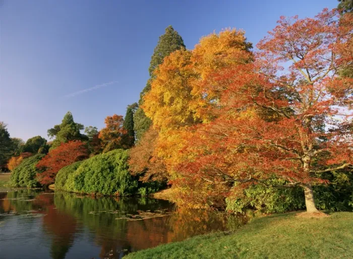 Framed Print : Acer trees in autumn, Sheffield Park, Sussex, England, United Kingdom, Europe Framed Print : Acer trees in autumn, Sheffield Park, Sussex, England, United Kingdom, Europe