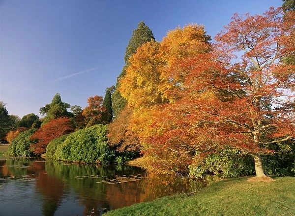 Acer trees in autumn, Sheffield Park, Sussex, England, United Kingdom, Europe