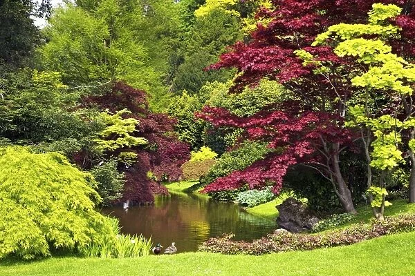 Acer trees and pond in spring sunshine, Gardens of Villa Melzi, Bellagio, Lake Como, Lombardy, Italian Lakes, Italy, Europe