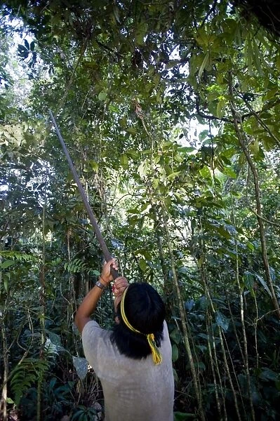 An Achuar man demonstrates using a blowgun, Amazon, Ecuador, South America