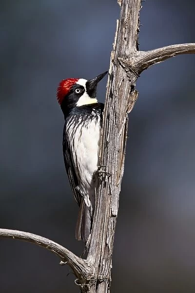 Acorn woodpecker (Melanerpes formicivorus), Chiricahuas, Coronado National Forest, Arizona, United States of America, North America
