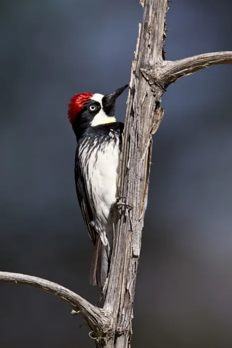 Framed Print : Acorn woodpecker (Melanerpes formicivorus), Chiricahuas, Coronado National Forest, Arizona, United States of America, North America Framed Print : Acorn woodpecker (Melanerpes formicivorus), Chiricahuas, Coronado National Forest, Arizona, United States of America, North America