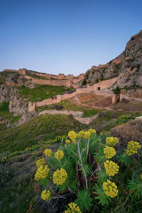 Framed Print : Acrocorinth historic castle on top of the mountain at sunset with Euphorbia characias (Mediterranean spurge) yellow flowers, Greece Framed Print : Acrocorinth historic castle on top of the mountain at sunset with Euphorbia characias (Mediterranean spurge) yellow flowers, Greece