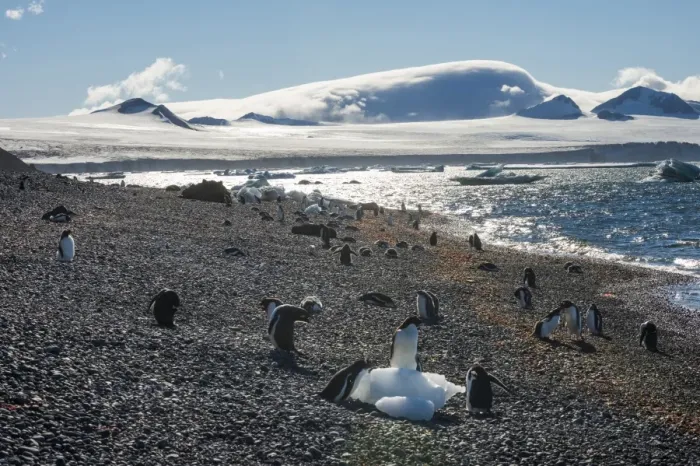 Framed Print : Adelie and gentoo penguins, Brown Bluff, Tabarin Peninsula, Antarctica, Polar Regions Framed Print : Adelie and gentoo penguins, Brown Bluff, Tabarin Peninsula, Antarctica, Polar Regions