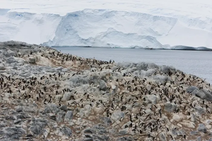 Framed Print : Adelie penguin colony (Pygoscelis adeliae), Commonwealth Bay, Antarctica, Polar Regions Framed Print : Adelie penguin colony (Pygoscelis adeliae), Commonwealth Bay, Antarctica, Polar Regions