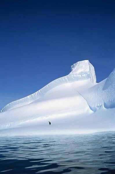 Adelie penguin on iceberg, Antarctica, Polar Regions