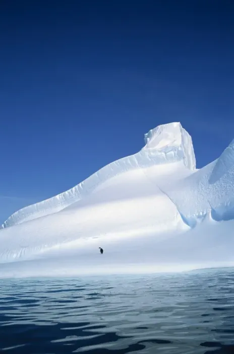 Framed Print : Adelie penguin on iceberg, Antarctica, Polar Regions Framed Print : Adelie penguin on iceberg, Antarctica, Polar Regions