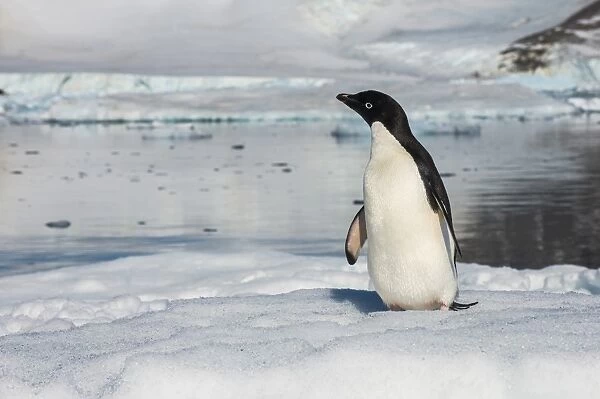 Adelie penguin (Pygoscelis adeliae) colony in Hope Bay, Antarctica, Polar Regions