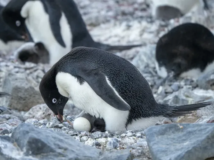 Framed Print : Adelie penguin (Pygoscelis adeliae), parent on a chick and egg at Brown Bluff, Antarctic Sound, Antarctica, Polar Regions Framed Print : Adelie penguin (Pygoscelis adeliae), parent on a chick and egg at Brown Bluff, Antarctic Sound, Antarctica, Polar Regions