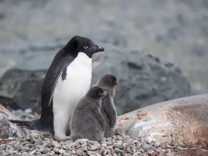 Framed Print : Adelie penguin (Pygoscelis adeliae), parent with chicks on Tay Head, Joinville Island, Antarctica, Polar Regions Framed Print : Adelie penguin (Pygoscelis adeliae), parent with chicks on Tay Head, Joinville Island, Antarctica, Polar Regions
