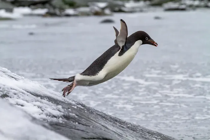Framed Print : Adelie penguin (Pygoscelis adeliae), leaping into the sea at Booth Island, Antarctica, Polar Regions