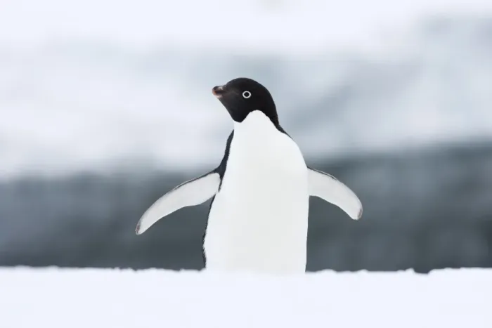 Framed Print : Adelie penguin (Pygoscelis adeliae), Commonwealth Bay, Antarctica, Polar Regions Framed Print : Adelie penguin (Pygoscelis adeliae), Commonwealth Bay, Antarctica, Polar Regions
