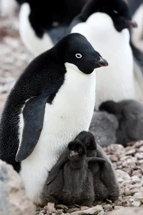 Framed Print : Adelie penguin (Pygoscelis adeliae), with chicks, Commonwealth Bay, Antarctica Framed Print : Adelie penguin (Pygoscelis adeliae), with chicks, Commonwealth Bay, Antarctica