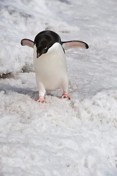 Adelie penguin (Pygoscelis adeliae), Paulet Island, Erebus and Terror Gulf, Antarctic Peninsula, Antarctica, Polar Regions