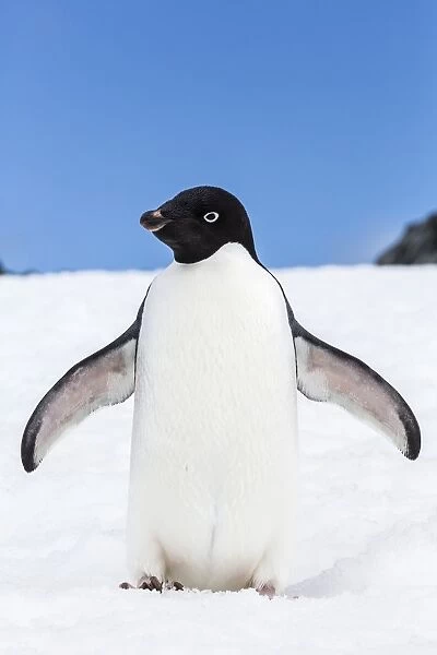Adelie penguin (Pygoscelis adeliae), Torgersen Island, Antarctic Peninsula, Antarctica, Polar Regions
