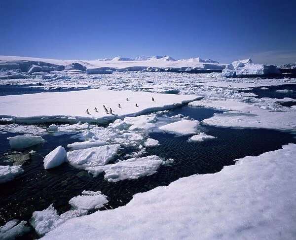 Adelie penguins on ice floe, west coast, Antarctic Peninsula, Antarctica, Polar Regions