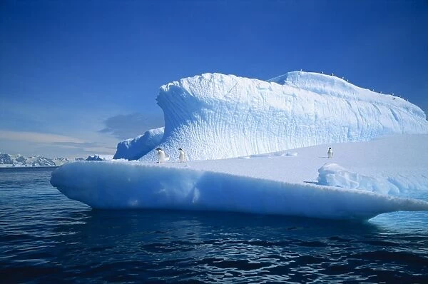 Adelie penguins on iceberg, Antarctica, Polar Regions