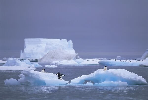 Adelie penguins on iceberg, Paulet Island, Antarctica, Polar Regions