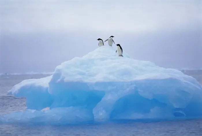 Framed Print : Adelie penguins on iceberg, Paulet Island, Antarctica, Polar Regions Framed Print : Adelie penguins on iceberg, Paulet Island, Antarctica, Polar Regions
