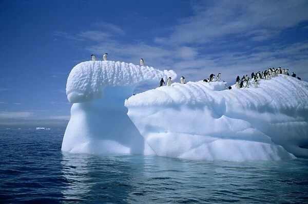 Adelie penguins on icebergs, Antarctica, Polar Regions